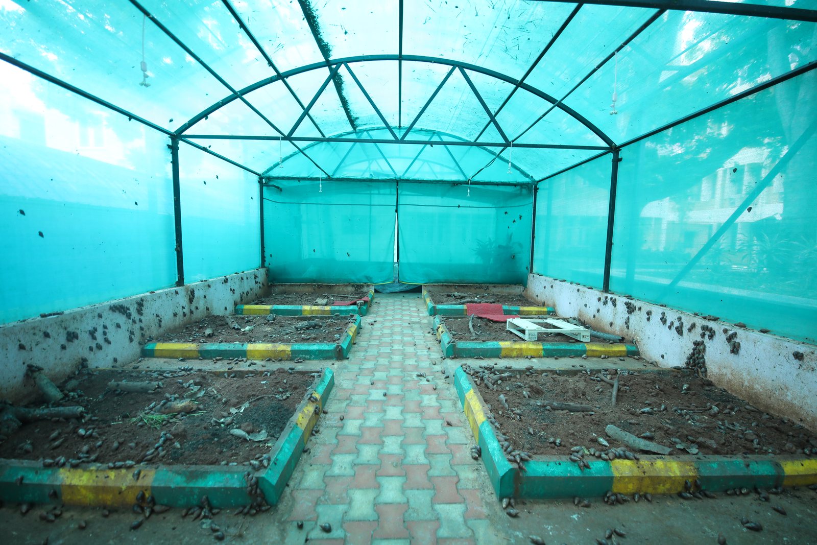 Pilot Snail Farm - School of Life Sciences, Mysuru